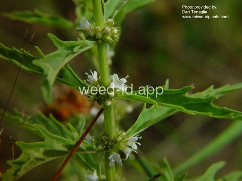 bugleweed, American